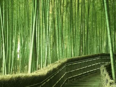 Tuyển chọn hình nền rừng tre xanh mát đẹp tự nhiên