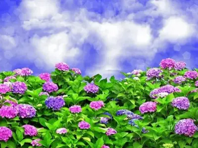 Hình nền vườn hoa cẩm tú cầu cho những tín đồ yêu hoa