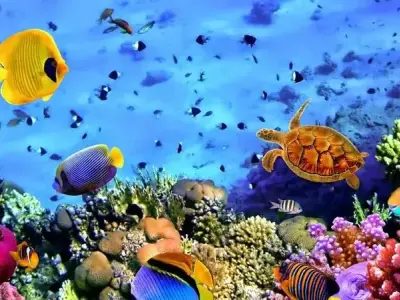 Tải hình nền động vật biển dưới đại dương chất lượng cao