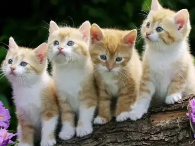 Tổng hợp hình nền mèo cute siêu dễ thương cho desktop