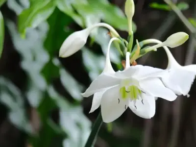 Ngỡ ngàng trước 99+ hình ảnh hoa ngọc trâm rực rỡ sắc xuân