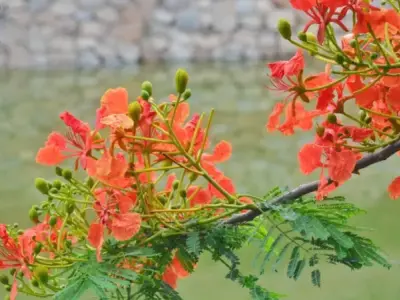 Hình ảnh hoa phượng vĩ rực rỡ mùa hè - Gợi nhớ kỷ niệm xưa
