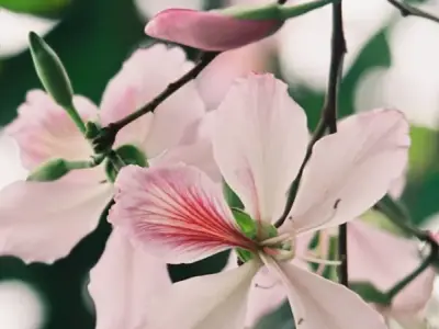 Ngắm nhìn bộ sưu tập hình ảnh hoa ban đẹp mê hồn 