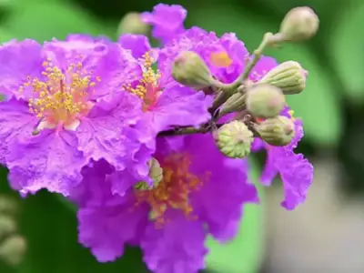 50+ hình ảnh hoa bằng lăng lãng mạn cho tâm hồn thư thái