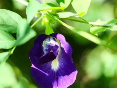 Tổng hợp những hình ảnh hoa đậu biếc thơ mộng và ý nghĩa