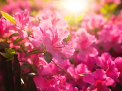 Bộ sưu tập hình ảnh hoa đỗ quyên độc đáo và ý nghĩa