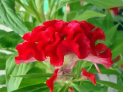 100+ Hình ảnh hoa mào gà đẹp nhất cho khu vườn của bạn