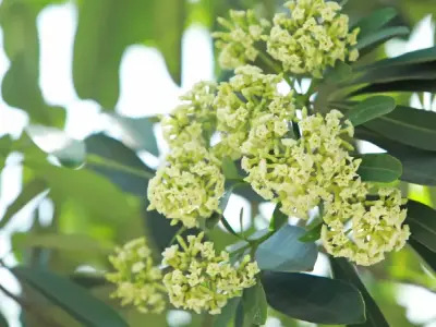 Bộ hình ảnh hoa sữa thơ mộng mùa thu bạn không thể bỏ qua
