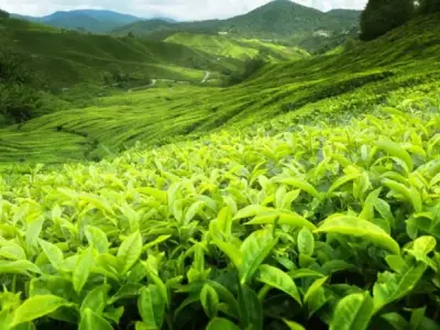 Top 99+ hình ảnh phong cảnh đồi chè vào sáng sớm đẹp nhất
