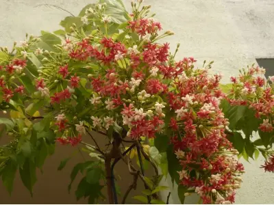 Top những hình ảnh Hoa sử quân tử đẹp và độc đáo nhất hiện nay
