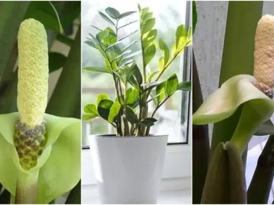 Tuyển tập ảnh hoa kim tiền nghệ thuật đậm chất may mắn