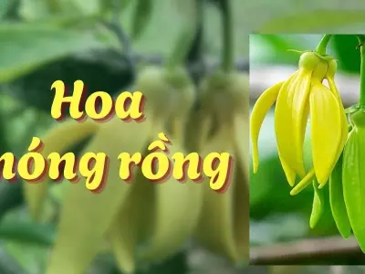 Bộ ảnh hoa móng rồng đẹp như tranh khiến lòng say mê