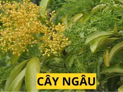 Ảnh hoa ngâu đưa ta trở về miền ký ức nhẹ nhàng và sâu lắng