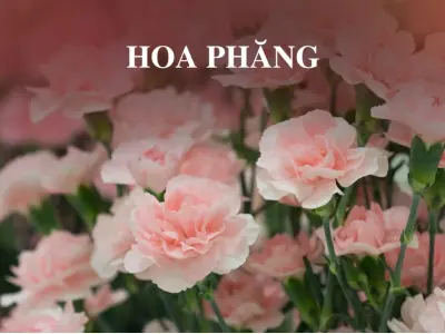 Ngỡ ngàng trước vẻ đẹp của ảnh hoa phăng đầy ấn tượng