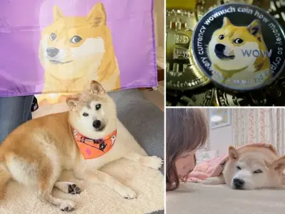 Bộ sưu tập ảnh meme con chó hot nhất mạng xã hội hiện nay