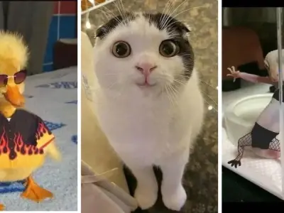 Cười ngả nghiêng với ảnh meme động vật siêu hài hước
