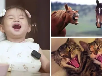 Tổng hợp meme haha bá đạo khiến mạng xã hội bùng nổ