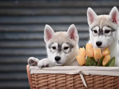 Hình nền chó cute cho fan yêu thú cưng không thể bỏ lỡ