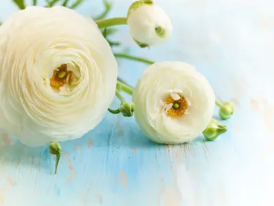Bộ hình nền hoa mao lương nhẹ nhàng, thư giãn tâm hồn