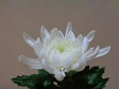 Ngỡ ngàng trước ảnh hoa cúc trắng thanh thoát tuyệt đẹp