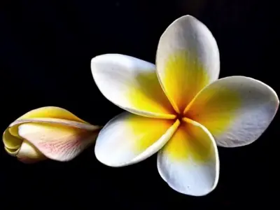 Hoa đại đơn sơ mà lôi cuốn trong từng khung hình nhẹ nhàng