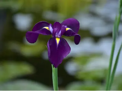 Hoa diên vĩ hiện lên sống động qua ống kính nghệ thuật