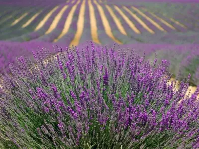 Hoa lavender nổi bật đầy cảm hứng trong ảnh nghệ thuật