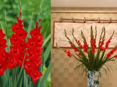 Chiêm ngưỡng vẻ đẹp ảnh hoa lay ơn đỏ đầy mê hoặc thị giác