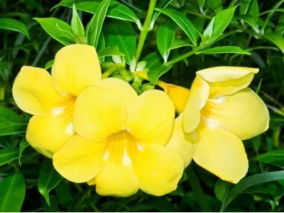 Chiêm ngưỡng vẻ đẹp dịu dàng say đắm của ảnh hoa quỳnh anh