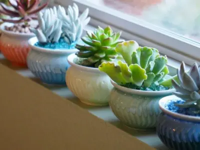 Ảnh hoa sen đá gợi nhớ vẻ đẹp mộc mạc mà đầy chiều sâu