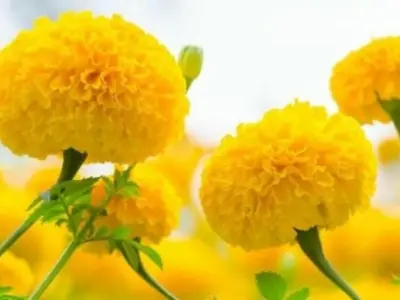 Vẻ đẹp mạnh mẽ trong ảnh hoa vạn thọ khiến tim ngẩn ngơ