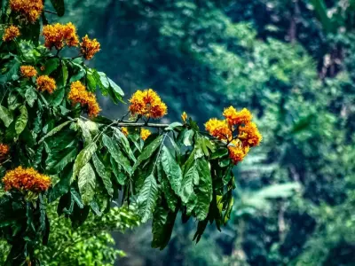 Bộ ảnh hoa vàng anh gợi cảm xúc nhẹ nhàng và sâu lắng