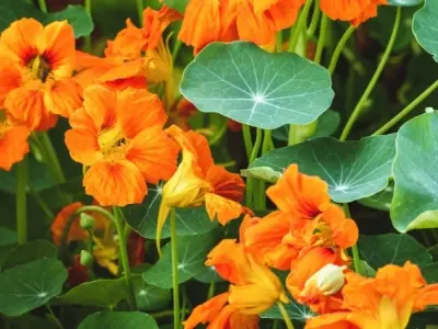 Khám phá 10 hình ảnh đẹp nhất về cây sen cạn