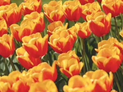 99+ Hình nền hoa tulip đẹp ngọt ngào, chất lượng 4K