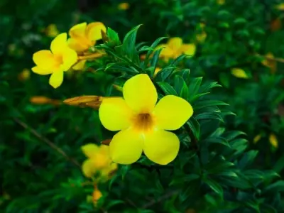 Hoa quỳnh anh - Vẻ đẹp và những công dụng bất ngờ