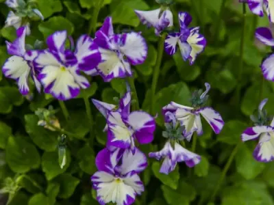 Album ảnh cận cảnh những cánh hoa violet mượt như nhung
