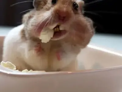 Meme chuột hamster - 101+ khoảnh khắc đáng yêu và hài hước