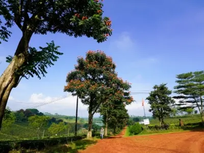 Say đắm trước vẻ đẹp phong cảnh Lâm Đồng