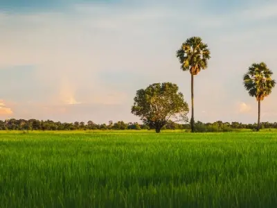 Tranh phong cảnh đồng lúa - Nét đẹp bình dị hồn quê