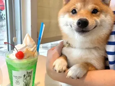 Những bức ảnh shiba meme đẹp hoàn hảo cho màn hình
