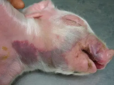 Tải ngay bộ ảnh bệnh tụ huyết trùng ở lợn minh họa rõ nét