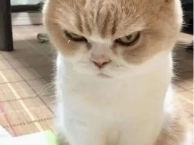 101+ Ảnh Meme Dỗi Hờn Cute, Biểu Cảm "Tủi Thân" Độc Đáo Nhất 2026