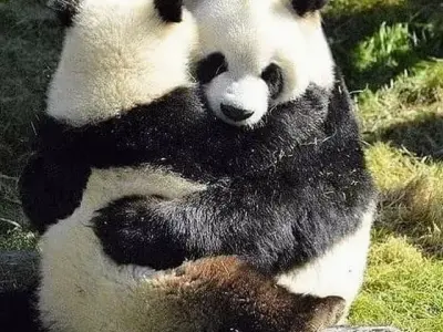 101+ Meme Ôm Siêu Dễ Thương Khiến Bạn Muốn "Ôm Ngay Lập Tức"