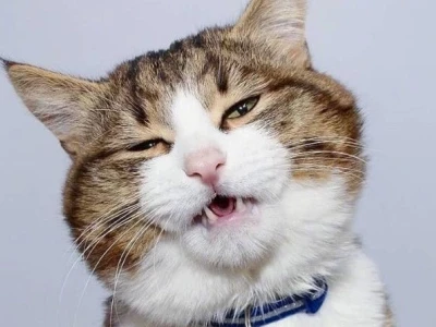 50+ Ảnh Meme Mắt Long Lanh Cực Cute Dùng Để Năn Nỉ Xin Xỏ