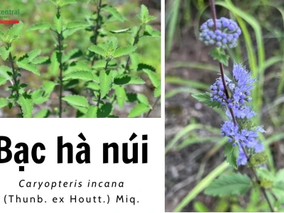 Bạc hà núi trị bệnh gì? Công dụng và bài thuốc hiệu quả