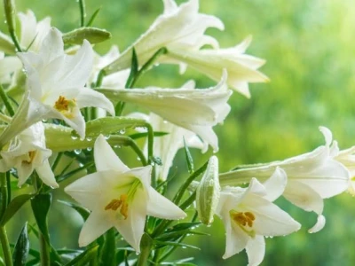 Bí quyết cắm hoa loa kèn tươi lâu và bền đẹp