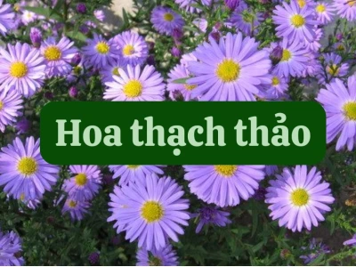 Bí quyết cắm hoa thạch thảo đẹp và ý nghĩa cho không gian nhà bạn