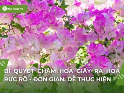 Bí quyết giúp hoa giấy ra hoa rực rỡ quanh năm