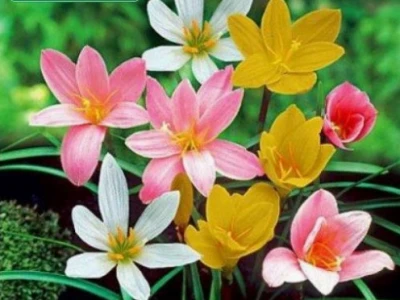 Bí quyết làm huệ mưa ra hoa rực rỡ quanh năm