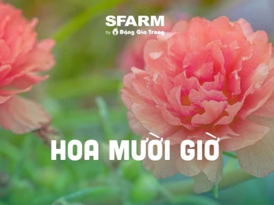 Bí quyết trồng hoa mười giờ sai hoa, rực rỡ quanh năm